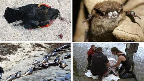 Las diez muertes masivas de animales más extrañas de los últimos tiempos