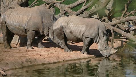 La policía sudafricana mata a tiros a cinco presuntos furtivos en un parque natural
