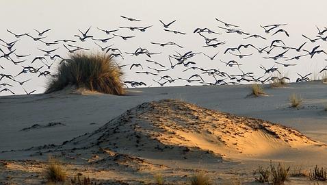 Más de 70.000 aves invernan en Doñana