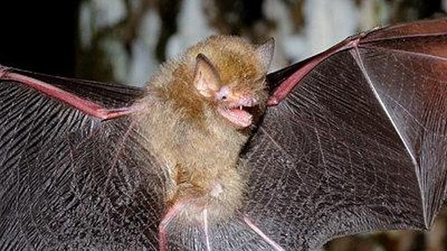 Plantas carnívoras, el peligroso retrete de la naturaleza