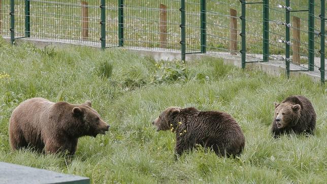 No habrá cuarto intento para Tola
