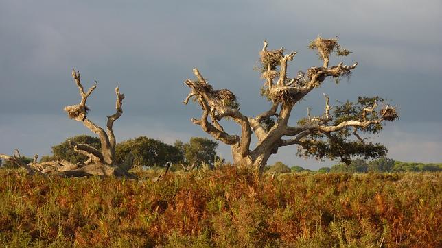 Las heces de las aves perjudican a los alcornoques de Doñana