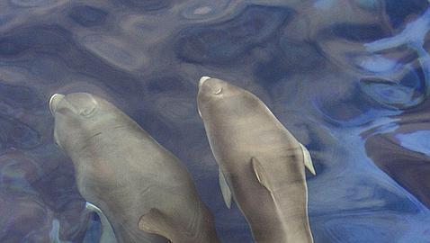 Aparece muerto un delfín en una playa de Lanzarote