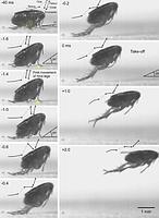 El secreto del salto de las pulgas, resuelto 40 años después