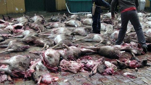 Denuncian una matanza de ciervos en una finca pública de Medio Ambiente