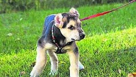 Los investigadores buscan la huella digital del torturador de perros