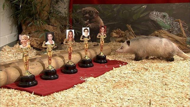 La zarigüeya bizca Heidi predice que Natalie Portman se llevará el Oscar