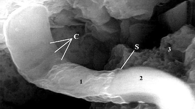 Falso hallazgo de «fósiles alienígenas» en un meteorito