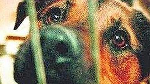 Ofrecen seis mil euros por el «torturador de perros»