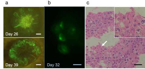 Espermatozoides nacidos en el laboratorio