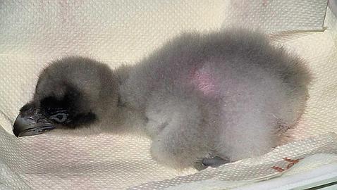 El primer quebrantahuesos nacido en cautividad se reproduce con éxito