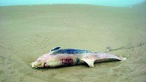 Otros nueve delfines aparecen muertos en las playas por un virus muy agresivo