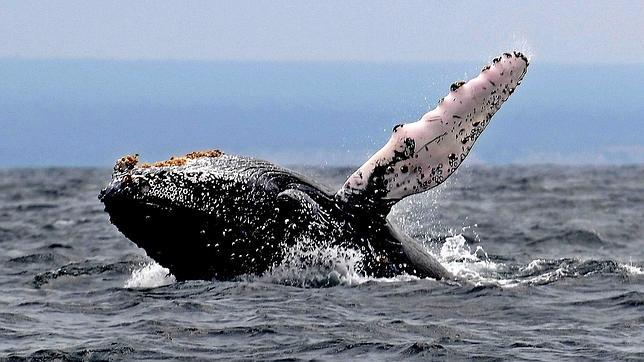 Las ballenas jorobadas navegan con la precisión de un GPS