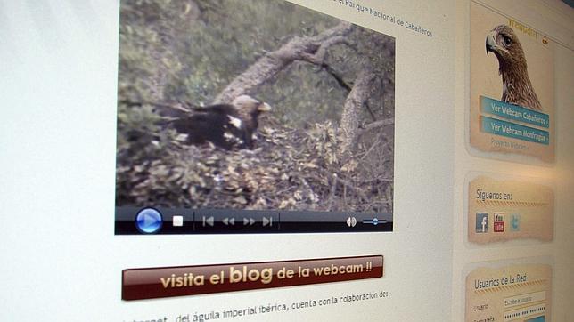 Nacen tres pollos de águila imperial en Cabañeros