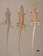 Crean en laboratorio un lagarto capaz de clonarse a sí mismo