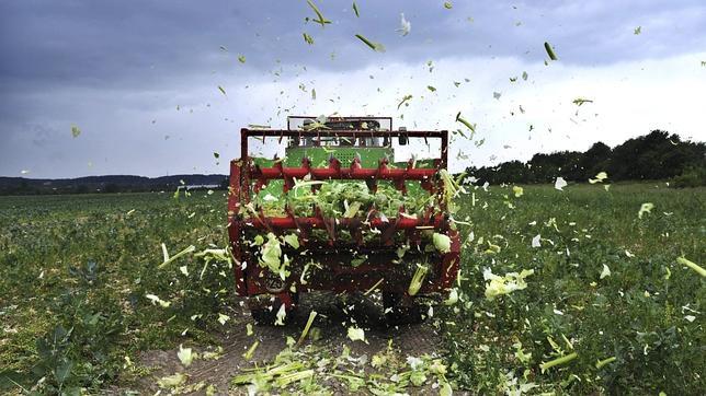 Aparecen en Francia tres intoxicaciones posiblemente relacionadas con los pepinos