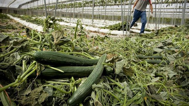 Alemania defiende su actuación: «Se encontró un agente patógeno en los pepinos españoles»