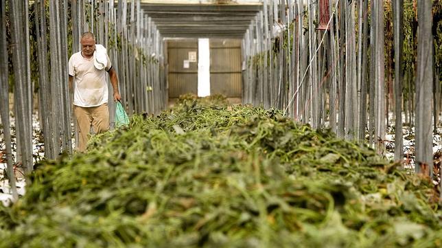 El mercado hortofrutícola sigue parado y se tiran miles de toneladas al día