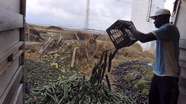Almería desmonta el bulo del pepino