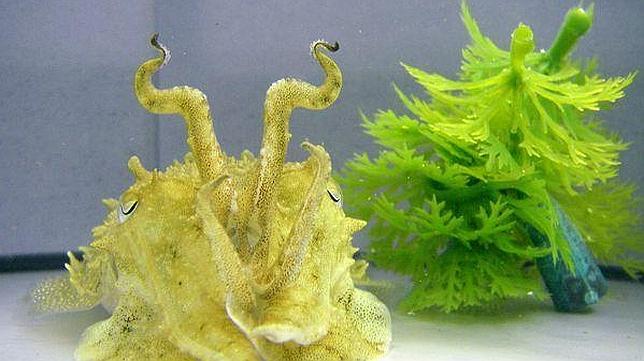 La sepia usa la información visual para mimetizarse e imitar figuras