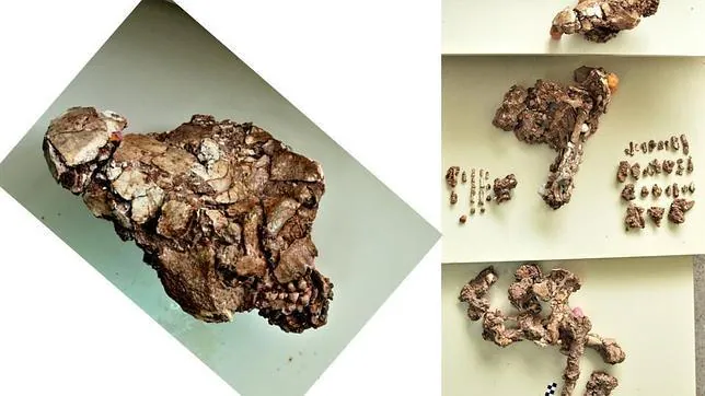 Hallan en Murcia el esqueleto más completo de un joven neandertal