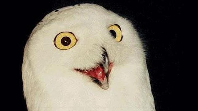 Los fenómenos de Internet más recordados de la historia