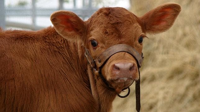 Nace en Argentina una vaca diseñada genéticamente para dar leche humana