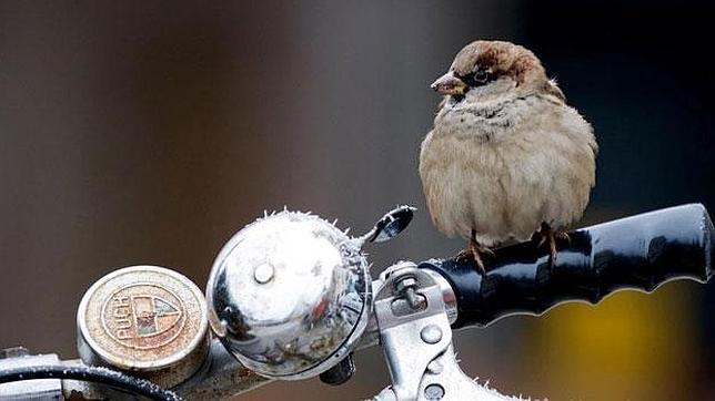 Las «aves de ciudad» tienen el cerebro más grande