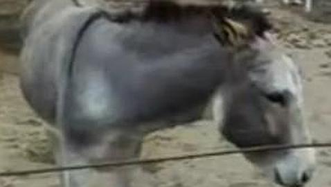 El burrito Andrés vaticinó el empate entre el River Plate y el Belgrano