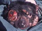 La genética puede combatir el cáncer facial que desfigura al demonio de Tasmania
