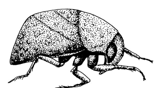 El animal más ruidoso de la Tierra en proporción a su tamaño