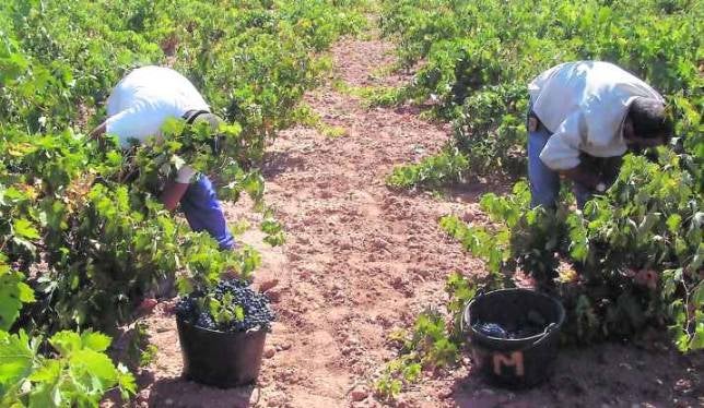 La vendimia pasa por la burocracia