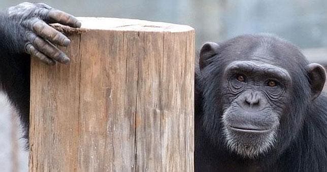 Los chimpancés son generosos por naturaleza