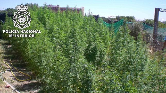 Asesino y cultivador de marihuana