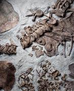 El reptil gigante que paría crías vivas