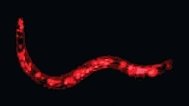 «Rediseñan» un animal cambiando su ADN