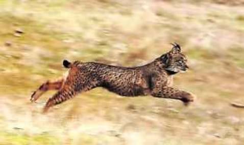 Investigan la aparición de un lince muerto en Ciudad Real
