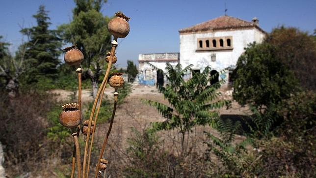 Getafe se propone eliminar todo el estramonio tras la «rave» mortal