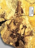 Una pequeña musaraña, la «bisabuela» de los mamíferos