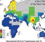 El sexo con neandertales favoreció a los humanos modernos