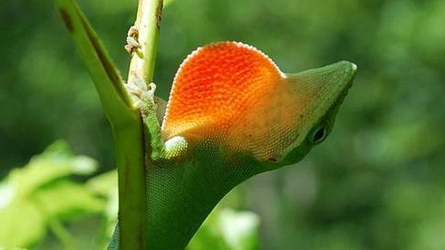 Secuencian por primera vez el genoma de un lagarto