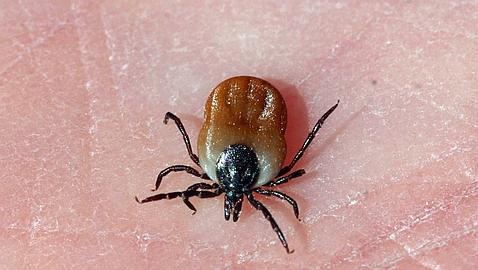 Una infección emergente amenaza a las transfusiones sanguíneas