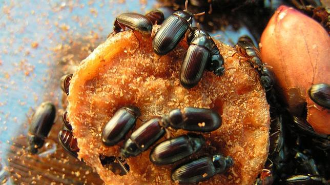 Las ventajas de la infidelidad, al menos entre escarabajos