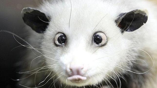 Muere Heidi, la zarigüeya bizca que preveía los Oscar para la cadena Abc