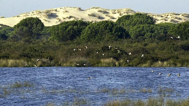 WWF lleva la situación de Doñana al Convenio Ramsar