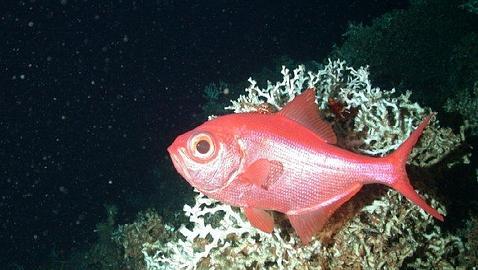 «El Cachucho», declarado Área Marina Protegida dentro de la Red Natura 2000