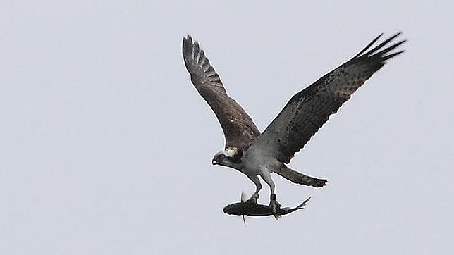 El Mar de Las Calmas, una futura Zona de Especial de Protección de Aves marinas