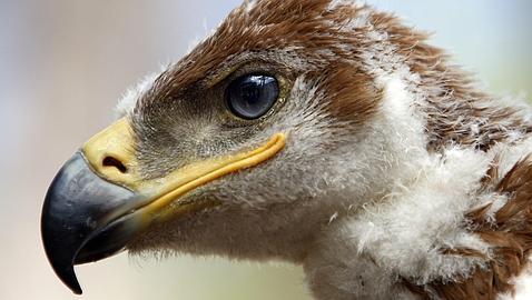 Piden una auditoría de los programas de reintroducción de especies amenazadas