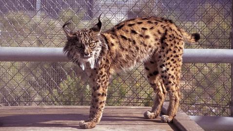 Ya son diez los linces fallecidos por Enfermedad Renal Crónica