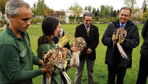 Liberados en Aragón los primeros milanos criados en cautividad en Europa